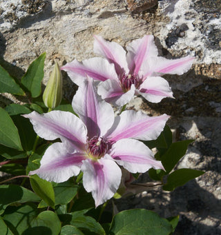 Ithemba™ Clematis (Clematis ithemba) - half gallon