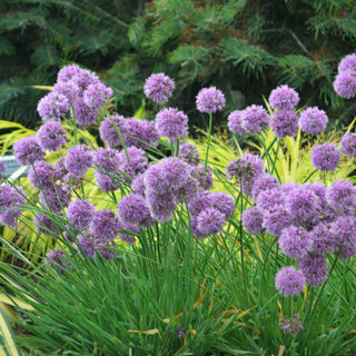 Medusa Flowering Onion (Allium medusa) - 1 gallon