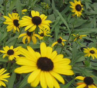 Little Suzy Black-Eyed Susan (Rudbeckia fulgida 'Little Suzy') - QT