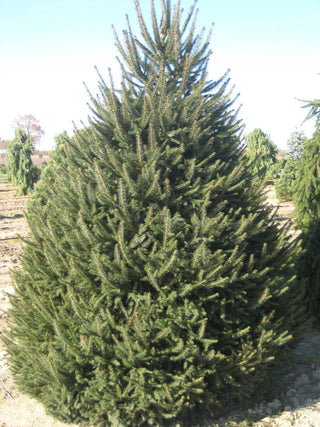 Norway Spruce (Picea abies) - 2 gallon 18"