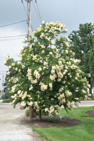 Ivory Silk Japanese Tree Lilac (Syringa reticulata 'Ivory Silk') - 3 gallon 48"