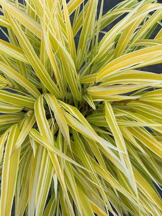 Lemon Zest™ Hakone Grass - Japanese Forest Grass (Hakonechloa macra 'HakBri1') - 1 gallon