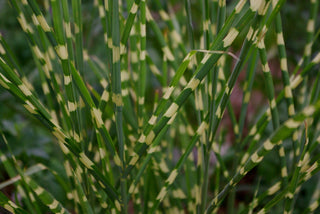 Little Zebra Maiden Grass (Miscanthus sinensis 'Little Nicky') - 1 gallon