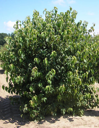 Kousa Dogwood (Cornus kousa var. chinensis 'Chinensis') - 1 gallon 24" TREE