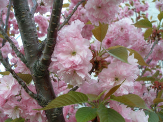 Kwanzan Cherry (Prunus serrulata 'Kwanzan') - 3 gallon 48" TREE