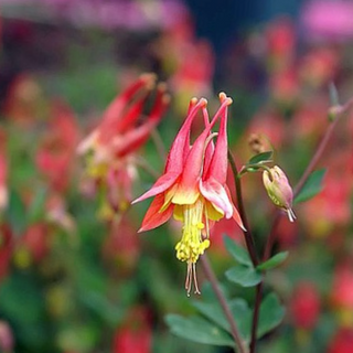 Little Lanterns Columbine (Aquilegia can. 'Little Lanterns') - 1 gallon