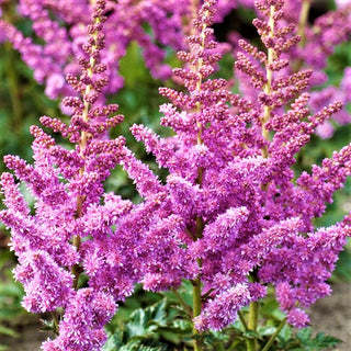 Little Vision In Purple Astilbe (Astilbe chinensis 'Little Vision in Purple') - 1 gallon