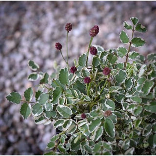Little Angel Burnet (Sanguisorba little 'Angel') - 1 gallon