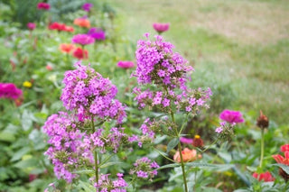 Jeana Garden Phlox (Phlox paniculata 'Jeana') - 1 gallon