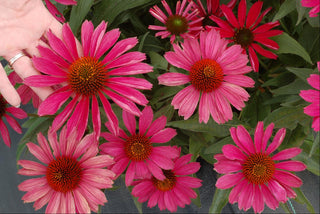 KISMET™ Raspberry Coneflower (Echinacea purpurea 'Kims Knee High') - half gallon