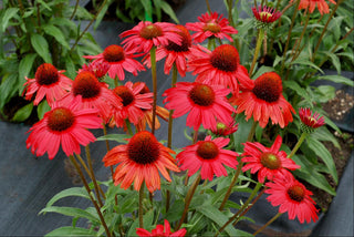 Kismet™ Red Coneflower (Echinacea kismet 'Red') - half gallon