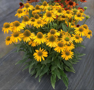 Kismet™ Yellow Coneflower (Echinacea kismet 'Yellow') - half gallon