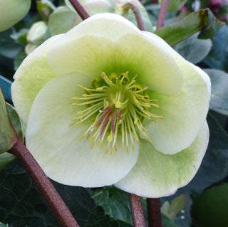 Moondance Lenten Rose (Helleborus 'Frostkiss Moondance') - 1 gallon
