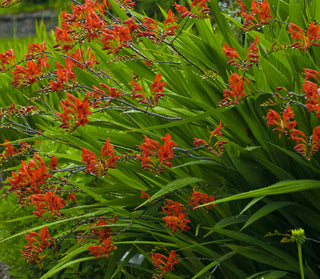 Lucifer Montbretia (Crocosmia x crocosmiiflora 'Lucifer') - 1 gallon