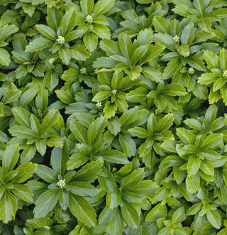 Japanese Spurge (Pachysandra terminalis) - 1 gallon