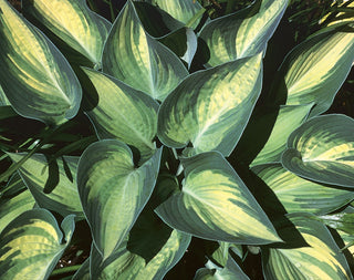 June Plantain Lily (Hosta june 'June') - 1 gallon