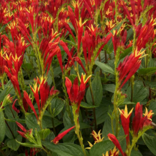 Little Redhead Indian Pink (Spigelia M 'Little Redhead') - 1 gallon