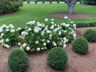 NewGen Independence® Boxwood (Buxus newgen 'Independence') - 3 gallon 12-15"