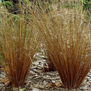 Leatherleaf Sedge (Carex 'Carex Firefox') - 1 gallon