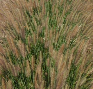 Jambalaya Fountain Grass (Pennisetum 'Pe. Al. Jambalaya') - 2 gallon