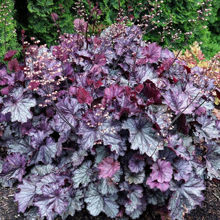 Northern Exposure™ Purple Coral Bells (Heuchera 'Northern Exp. Purple') - 1 gallon