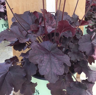 Northern Exposure™ Black Coral Bells (Heuchera 'Northern Exp. Black') - 1 gallon