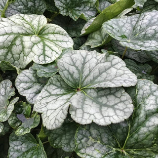 Long-flowered Alumroot (Heuchera longiflora) - 1 gallon