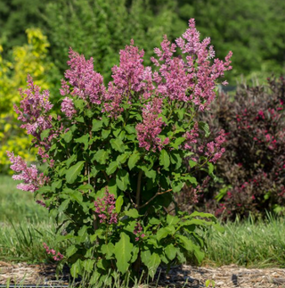 Little Lady™ Lilac (Syringa x 'Little Lady') - 3 gallon