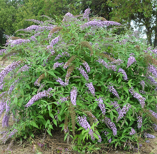 Lavender Cascade Butterfly Bush (Buddleia 'Lavender Cascades') - 3 gallon