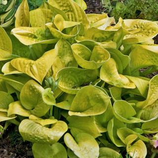 Maui Buttercups Hosta (Hosta 'Maui Buttercups') - 1 gallon