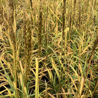 Indian Grass (Sorghastrum 'Sorg. N. Golden Sunset') - 2 gallon