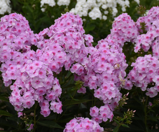Luminary® 'Opalescence' Tall Garden Phlox (Phlox paniculata 'Luminary Opalescence') - 1 gallon