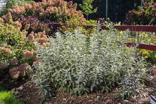 Iceberg Alley® Sageleaf Willow (Salix 'C Iceberg Alley') - 3 gallon