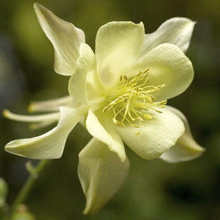 Kirigami™ Yellow Columbine (Aquilegia 'Kirigami Yellow') - 1 gallon
