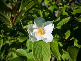 Japanese Stewartia (Stewartia pseudocamellia) - 3 gallon TREE
