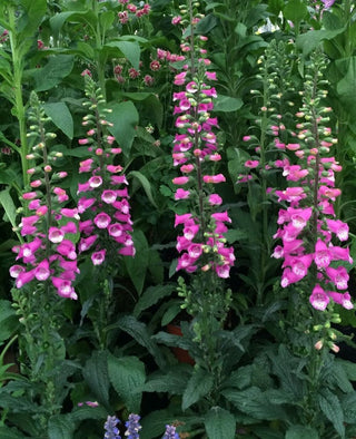 Lucas Foxglove (Digitalis lucas 'Pink') - 1 gallon