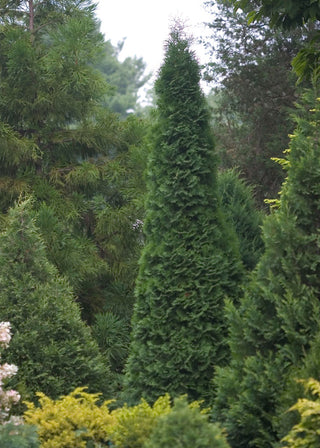 North Pole® Arborvitae (Thuja occidentalis 'Art Boe') - 1 gallon