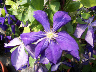 Jackmanii Clematis (Clematis jackmanii 'Jackmanii') - QT