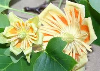 Little Volunteer Tuliptree (Liriodendron tulipifera 'Little Volunteer') - 3 gallon TREE