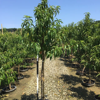 June Princess Nectarine (Prunus 'Fruit June Princess') - 3 gallon 36" TREE