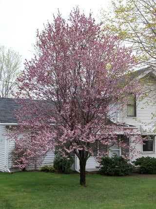 Newport Cherry Plum (Prunus cerasifera 'Newport') - 3 gallon 36" TREE