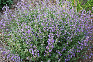 Junior Walker™ Catmint (Nepeta faassenii 'Novanepjun') - QT