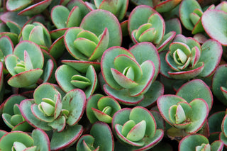 Lime Zinger Stoncrop (Sedum sedum 'Lime Zinger') - QT