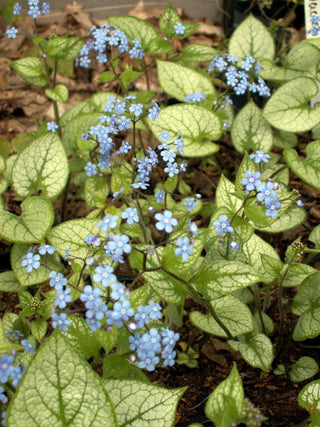 Jack Frost Siberian Bugloss (Brunnera macrophylla 'Jack Frost') - QT
