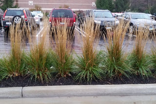 Karl Foerster Feather Reed Grass (Calamagrostis x acutiflora 'Karl Foerster') - QT