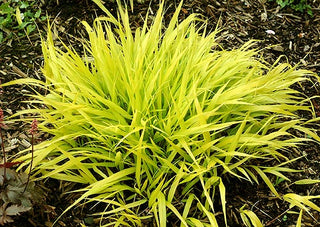 Japanese Forest Grass (Hakonechloa macra 'All Gold') - QT
