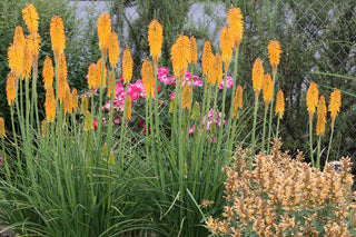 Mango Popsicle Dwarf Poker (Kniphofia  'Mango Popsicle') - QT