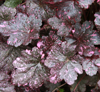 Midnight Rose Coral Bells (Heuchera midnight 'Midnight Rose') - QT