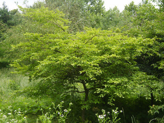 Japanese Snowbell (Styrax japonicus) - 3 gallon
