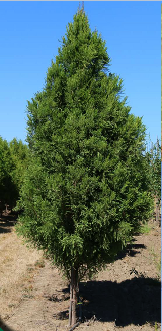 Lindsey's Skyward™ Bald Cypress (Taxodium distichum 'Lindseys Skyward') - 5 gallon